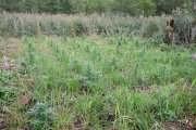 krzaki marihuany rosnące na nieużytku rolnym w pobliżu lasu.