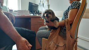 Pies siedzący przy biurko na kolanach kobiety.