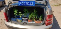 zabezpieczone sadzonki roślin konopi w bagażniku policyjnego radiowozu.