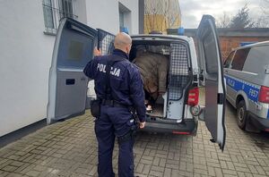 Policjant wprowadza zatrzymanego do radiowozu.