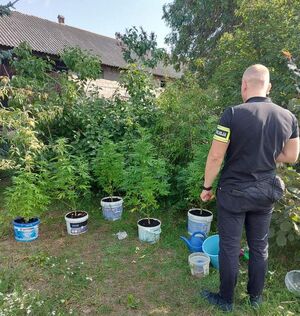 Policjant z ujawnioną plantacją konopi.