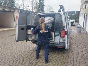 Policjantka doprowadza zatrzymanego do radiowozu.