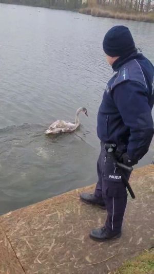 Policjant nad brzegiem zalewu patrzy na odpływającego łabędzia.