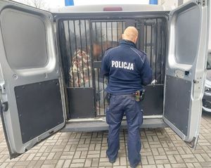 Policjant przed radiowozem, w którym umieszczony jest zatrzymany.