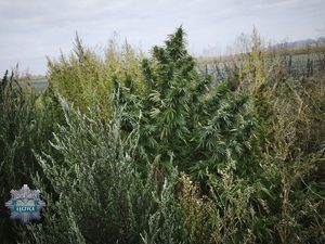 Krzaki konopi indyjskiej na otwartej przestrzeni.
